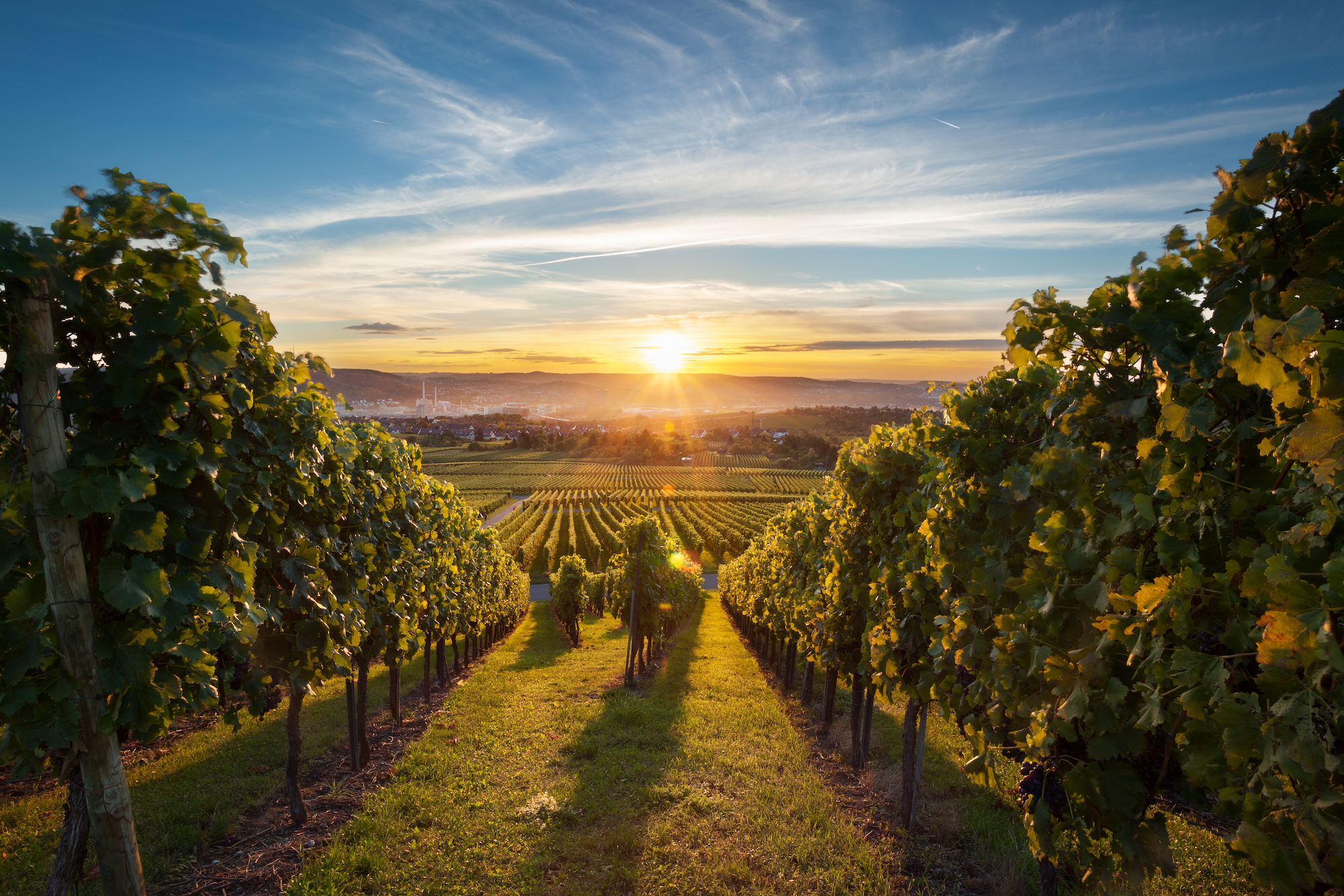 Sonnenuntergang in Rebberg